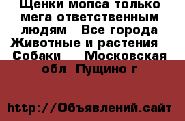 Щенки мопса только мега-ответственным людям - Все города Животные и растения » Собаки   . Московская обл.,Пущино г.